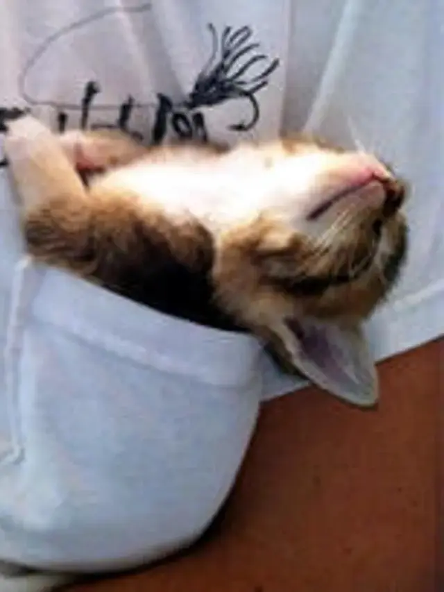 Potret 6 Anak Kucing Masuk Saku Kantong Baju dan Celana Ini Bikin Gemas