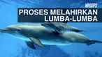 Meski darah persalinan masih terus keluar, induk lumba-lumba terus mendampingi anaknya yang baru lahir yang berenang kesana kemari.