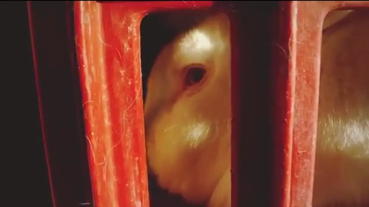 Top Fashion Brands Linked to Animal Cruelty in Rabbit Farms 0914 3