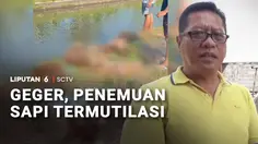 Enam Potongan Tubuh Sapi Ditemukan Berserakan di Pinggir Sungai