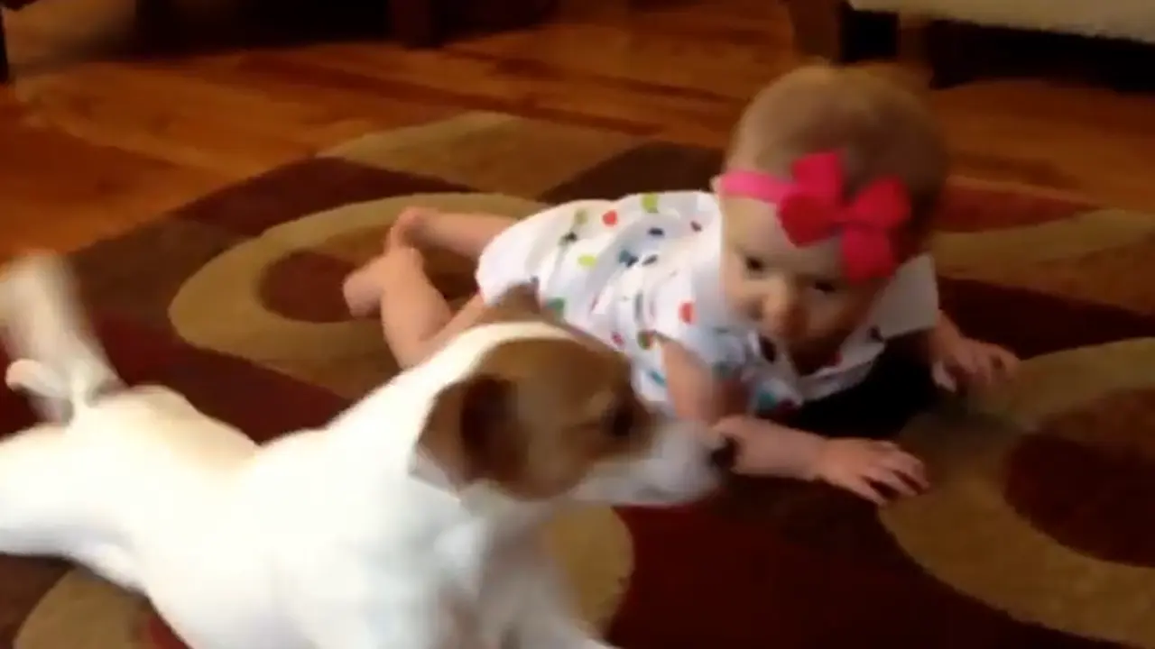 Anjing bernama Buddy mengajari Allie merangkak. (YouTube)