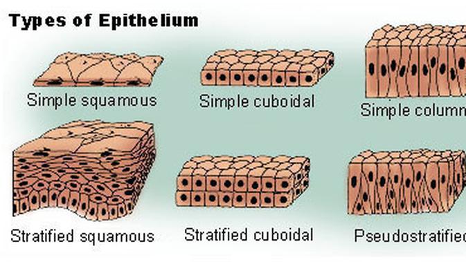 Berita Fungsi Jaringan Epitel Hari Ini Kabar Terbaru Terkini Liputan6 Com