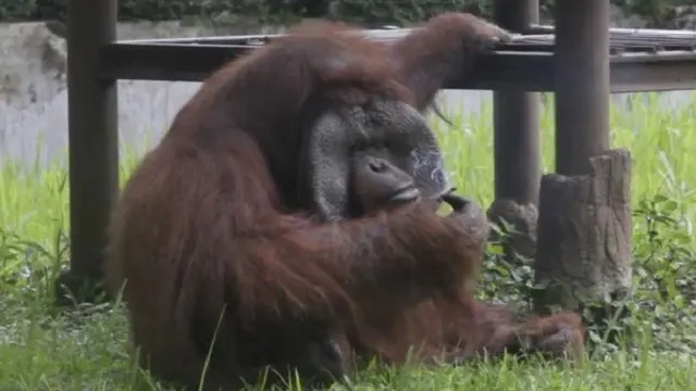 Orangutan Merokok