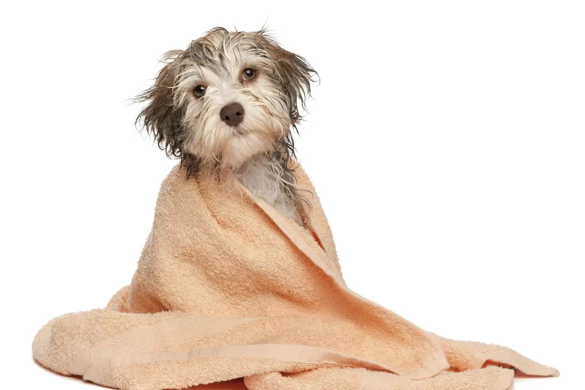 Simak! Kelucuan 15 Anjing yang Baru Selesai Mandi