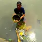 Warga menangkap ikan-ikan yang mati di Setu Wanaherang Bogor itu hingga puluhan kilogram. (Liputan6.com/Achmad Sudarno)