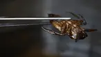 Kumbang air yang dapat dimakan ketika disiapkan untuk hidangan di dapur restoran Insects in the Backyard, Bangkok, 15 Agustus 2017. Restoran ini menjadi yang pertama membuka menu hidangan makanan dengan kombinasi serangga. (LILLIAN SUWANRUMPHA/AFP)