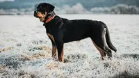 The most banned dog breeds in the world. (Photo: Kevin Seibel/Unsplash)