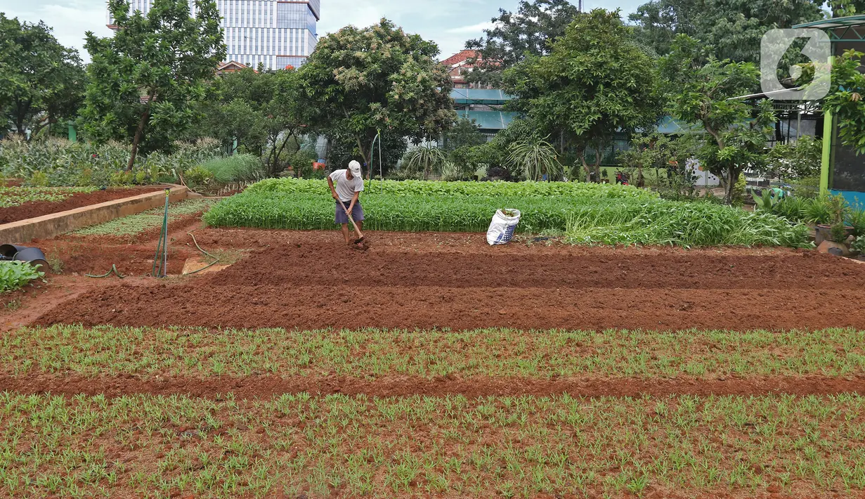 Suasana Agro Edukasi Wisata Ragunan, Jakarta, Sabtu (16/1/2021). Agro Edukasi Wisata Ragunan diminati warga pada akhir pekan setelah Mentan Syahrul Yasin Limpo meresmikan tempat edukasi dan wisata yang menerapkan konsep pertanian permakultur pertama di Indonesia itu. (Liputan6.com/Herman Zakharia)