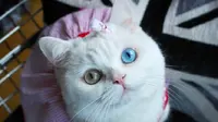 Starina Esperenza Silvaz, kucing dengan mata istimewa (Daily Mail)