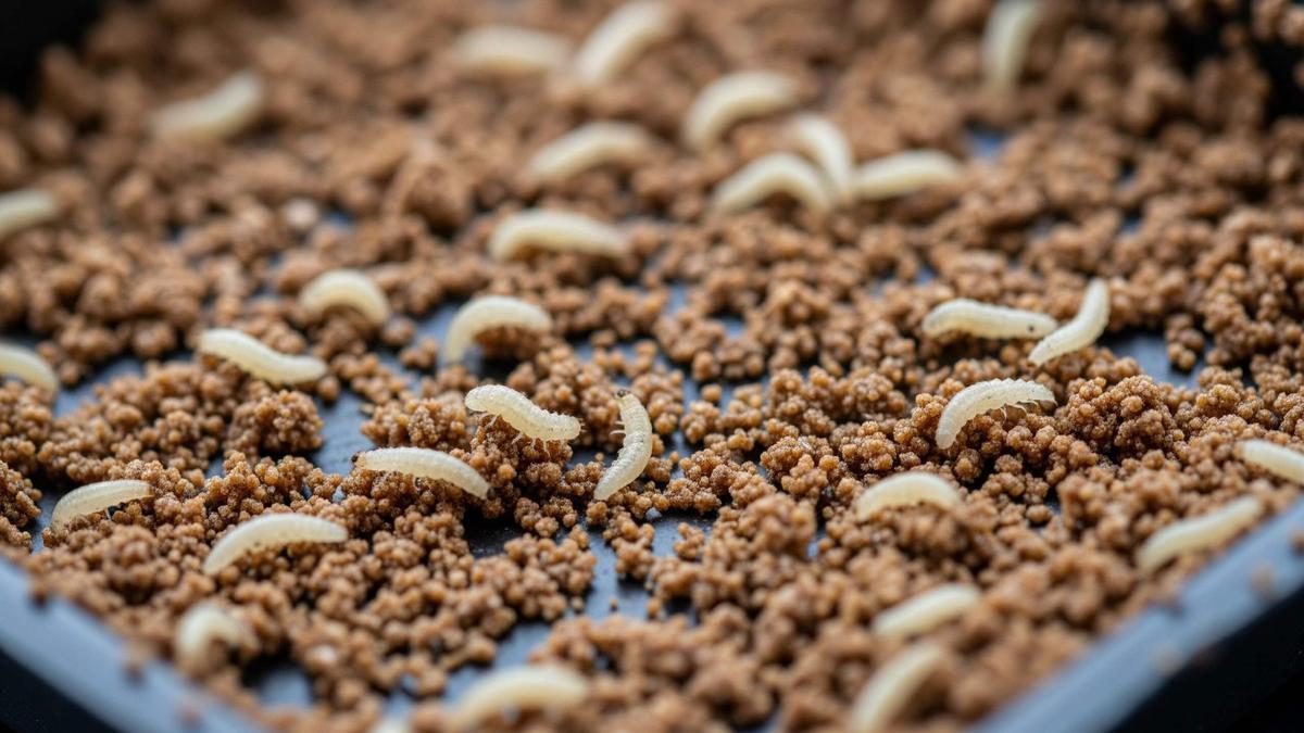 Usaha Ternak 2 Bulan Panen, Perawatan Mudah dan Cepat Balik Modal