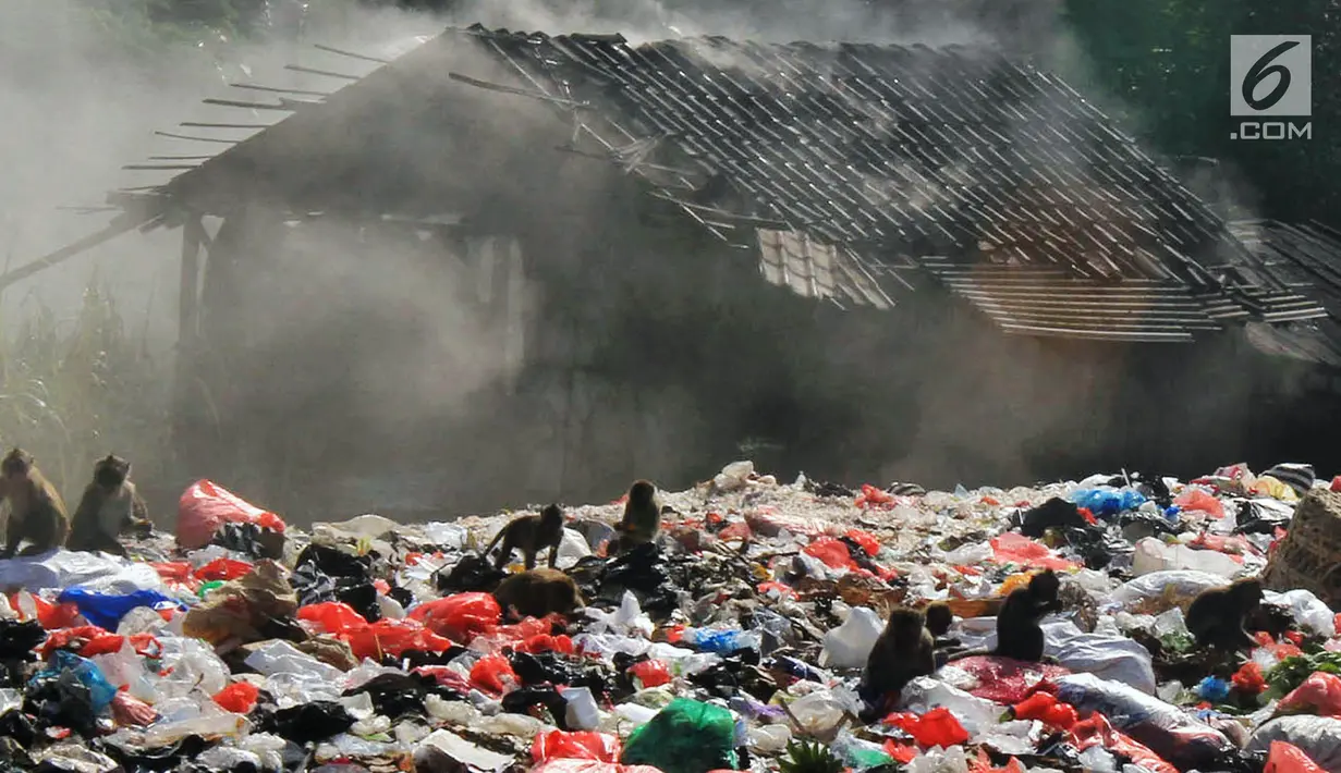Monyet liar mengais makanan di tumpukan sampah di pasar Ciampea Baru,Bogor Selasa (07/08).Meskipun tak mengganggu warga namun dikawatirkan dapat membawa penyakit rabies karena memakan berbagai macam sampah. (Merdeka.com/Arie Basuki)