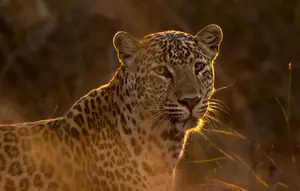 7 Perbedaan Cheetah dan Leopard, Kenali dari Bintik hingga Cara Berburu