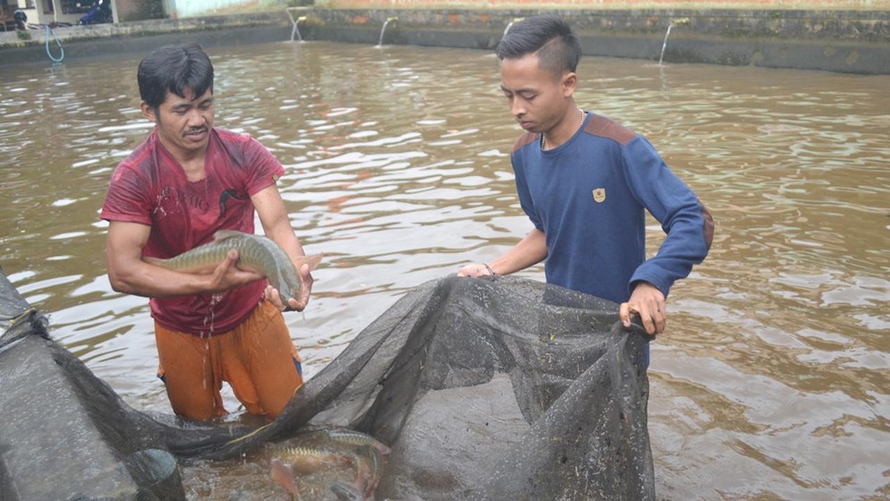 Pembudidaya ikan dewa di Karangtengah Kecamatan Cilongok, Banyumas kembali resah lantaran sumber airnya keruh oleh dampak PLTP Baturraden. (Foto: Liputan6.com/Muhamad Ridlo)