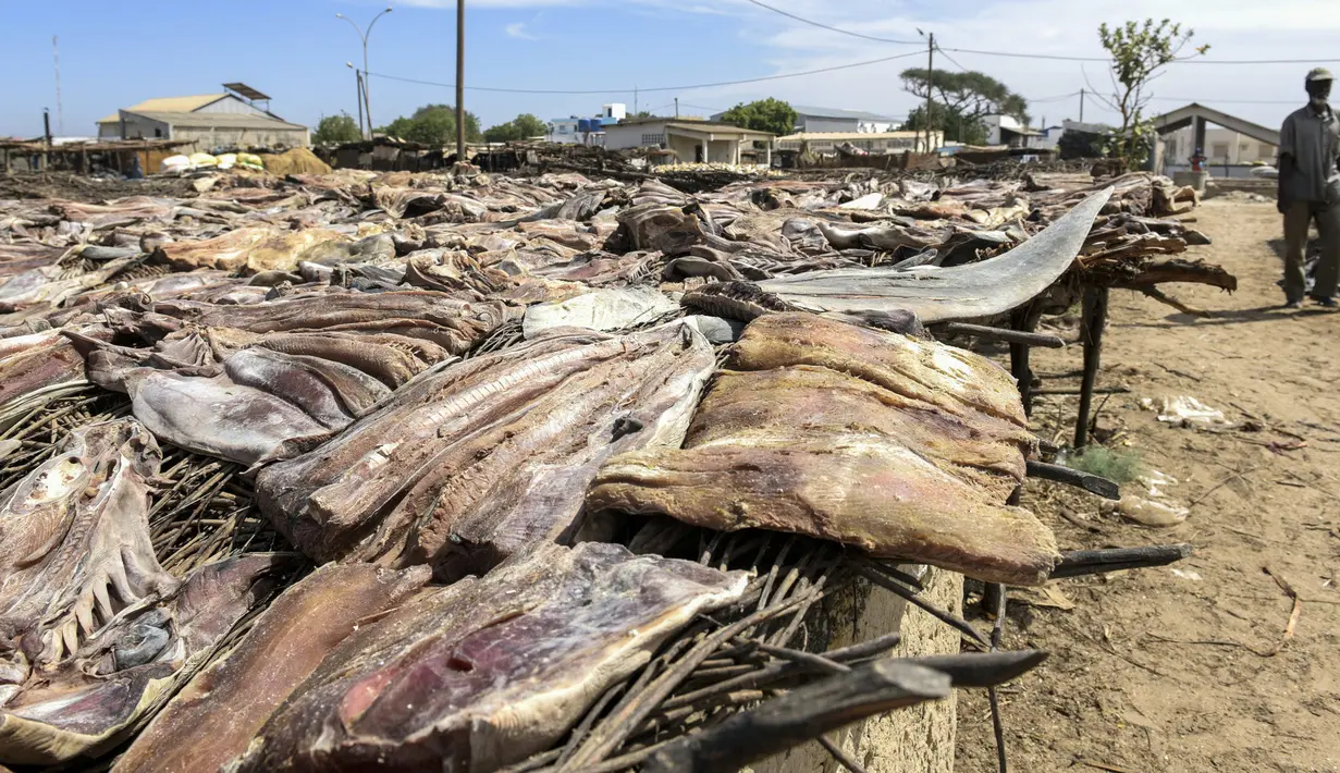 Daging hiu yang telah dipotong dijemur di Pantai Mballing, Dakar, Senegal (1/4/2016). Daging hiu biasanya dikonsumsi, dijual di pasar lokal, hingga diekspor ke negara tetangga. (AFP Photo/Seyllou)