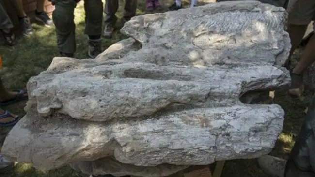 Temuan fosil paus purba. (Sumber AP/Ringo H.W. Chiu)