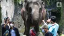 Pengunjung melihat gajah di Taman Margasatwa Ragunan, Jakarta, Senin (28/2/2022). Tempat wisata di Jakarta ramai dikunjungi warga saat libur Isra Miraj 2022. (Liputan6.com/Herman Zakharia)