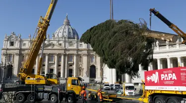 Sebuah pohon cemara besar diangkat untuk dipasang sebagai pohon natal di Lapangan Santo Petrus, Vatikan, Kamis (19/11/2015). Pohon natal setinggi 25 meter tersebut disumbang dari wilayah Bavaria di Jerman. (Reuters/ Stefano Rellandini)