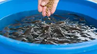 Hitungan Modal Ternak Lele Sedikit-Sedikit tapi Bisa Menghasilkan, Mulai dari Satu Kolam