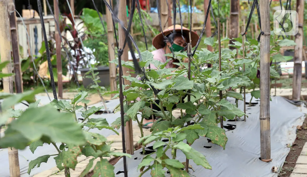 Kelompok Wanita Tani memeriksa sayuran yang ditanam di pekarangan Kompleks Pondok Arum RT 05/02, Kecamatan Karawaci, Kota Tangerang, Banten, Rabu (15/7/2020). Kelompok tersebut menyulap lahan tidur menjadi kebun untuk memenuhi stok pangan selama pandemi COVID-19. (Liputan6.com/Angga Yuniar)