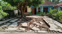 7 Pohon Buah untuk Rumah Type 36 yang Tidak Bikin Lantai Halaman Retak