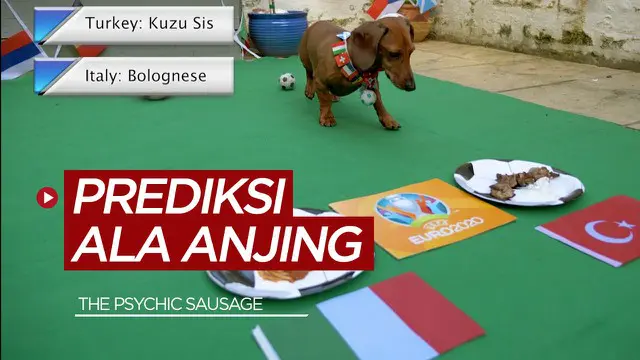 Berita video anjing "The Psychic Sausage" membuat prediksi laga perdana Euro 2021, Italia Vs Turki