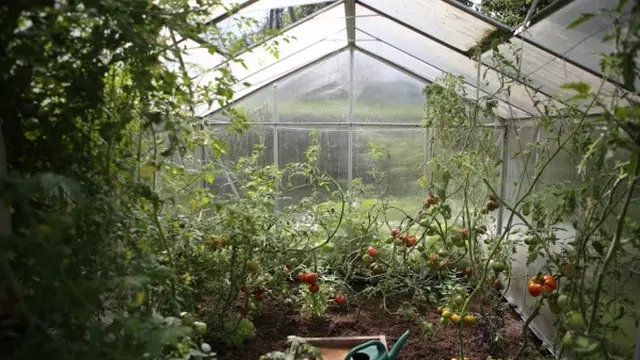 Ilustrasi Kebun Sayur (Photo by zanda_photography on Unsplash)