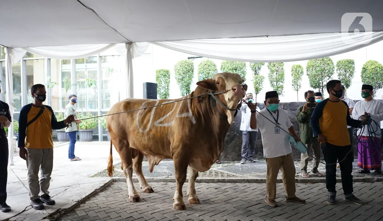 Sejumlah orang membawa sapi kurban sumbangan Gubernur DKI Jakarta Anies Baswedan di Balai Kota, Jakarta, Jumat (31/7/2020). Pada Hari Raya Idul Adha tahun ini, Anies menyumbangkan sapi kurban jenis limosin seberat 1,3 ton. (Liputan6.com/Immanuel Antonius)