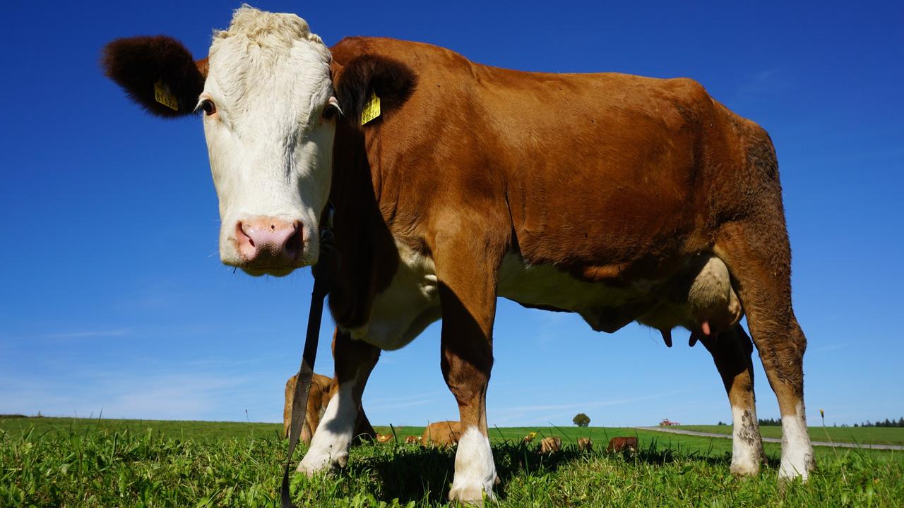 Ilustrasi sapi potong