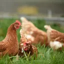 Cerita Haru Martin, Ayam Jantan yang Setia Tunggu Pemiliknya di Rumah Sakit