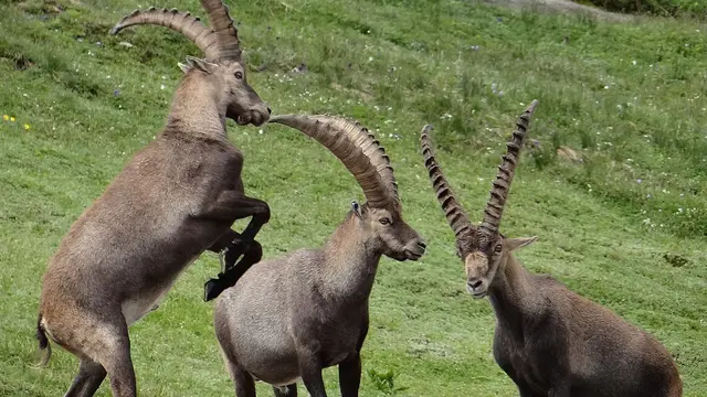 Kambing di Alpen.