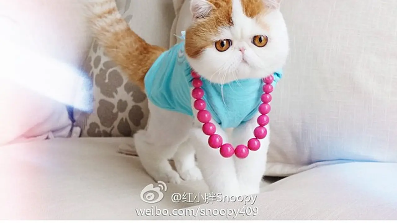 Snoopybabe si kucing 'unyu'. (Instagram)