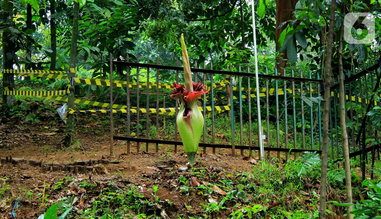 Kondisi Bunga Bangkai yang sedang mekar di Kebun Raya Bogor, Minggu (5/1/2020). Kondisi Bunga Bangkai tersebut tidak bisa bertahan lama dalam fase mekar. Bunga tersebut hanya mampu bertahan beberapa hari setelah mekar. (Merdeka.com/Fotografer Magang: Muhammad Fayyadh)