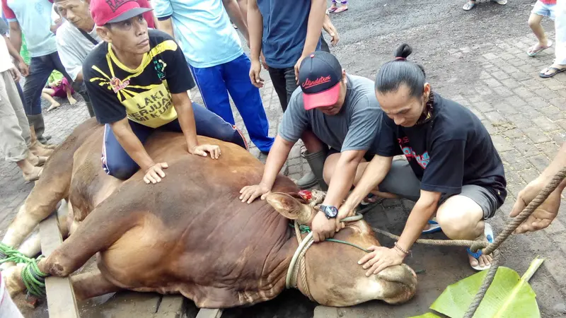 20160912-sapi-bengkulu-jokowi