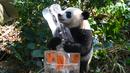 Le Le merayakan ulang tahunnya yang pertama dalam pameran hutan panda raksasa River Wonders di Singapura, Jumat (12/8/2022). Le Le lahir pada 14 Agustus 2021 dari orangtua Kai Kai dan Jia Jia, dua panda raksasa yang tiba di Singapura pada 2012 dengan pinjaman 10 tahun dari China. (Roslan RAHMAN/AFP)
