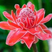 Memetik Manfaat Bunga Kecombrang untuk Kesehatan (Krutar/Shutterstock)