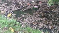 Ribuan ikan sapu-sapu mati mendadak di Sungai Kresek (Liputan6.com / Dian Kurniawan)