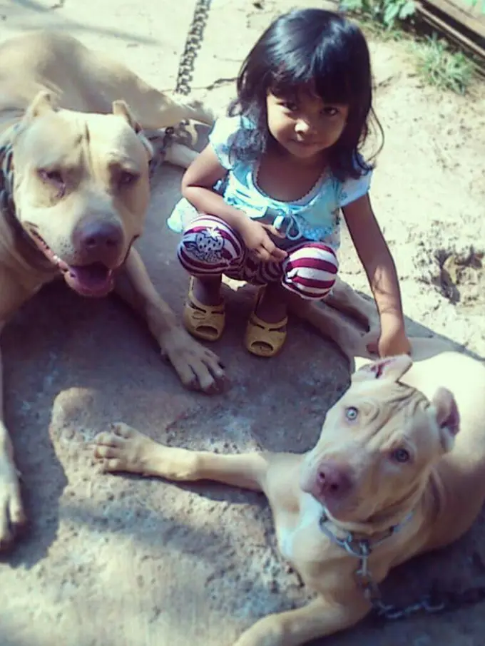 [Bintang] Potret Menggemaskan Anjing Pitbull yang Bersahabat dengan Manusia