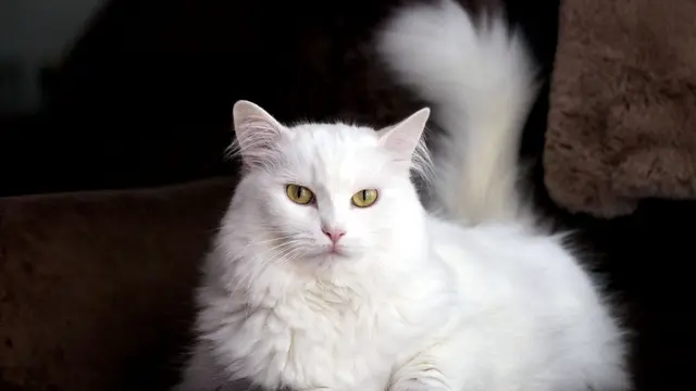 Sama-Sama Berasal dari Turki, Ini Perbedaan Kucing Turkish Van dan Turkish Anggora
