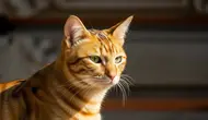 Tanda Kucing Stres, Jangan Abaikan 10 Perubahan Perilaku yang Muncul
