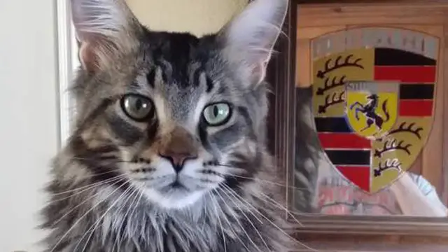Kucing Kelewat Bongsor, Pemilik Pasang Pelindung Anti-Gempa