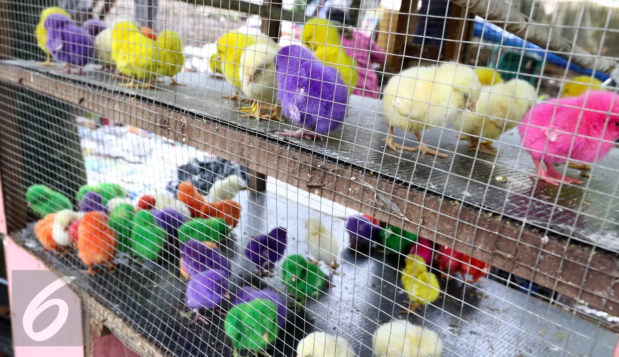 Sejumlah anak ayam berwarna-warni yang disepuh dijajakan pedagang di Puri Bukit, Depok, Sabtu (15/1). Anak ayam ini disepuh menggunakn pewarna tekstil atau yang biasa digunakan untuk mewarnai pakaian. (Liputan6.com/Helmi Affandi)