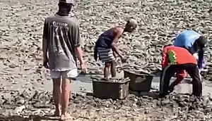 Sungai Silugonggo Mengering, Ikan-Ikan Mati, Warga Pati Terancam Krisis Air