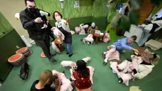 Pengunjung bermain dengan babi mikro di Mipig Cafe, Tokyo, Jepang, 24 Januari 2024. Di tempat ini, pengunjung bisa merasakan sensasi nongkrong ditemani babi-babi mini. (AP Photo/Eugene Hoshiko)