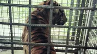 Bonita adalah harimau ketiga di dunia yang jadi objek penelitian terkait perubahan perilaku. (Foto: Dok. BBKSDA Riau/M Syukur)