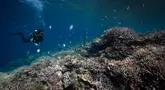 Para penyelam melewati karang yang telah memutih di perairan Kabupaten Raja Ampat, Papua Barat, Indonesia bagian Timur, pada 5 November 2023. (Lillian SUWANRUMPHA/AFP)
