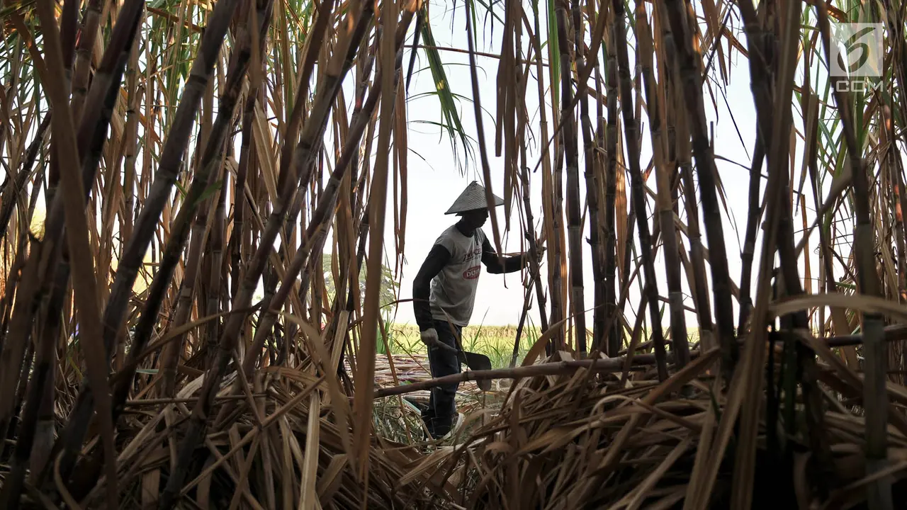 Geliat Petani Tebu di Tengah Ekspansi Gula Impor
