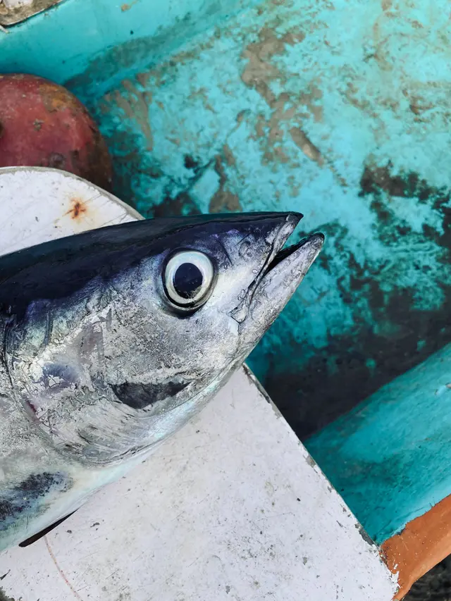 Ilustrasi ikan cakalang