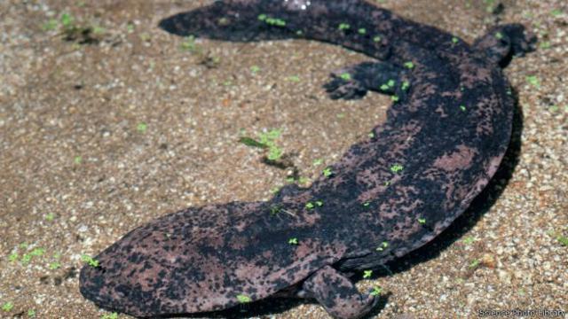 Polisi China Dipecat Gara Gara Ketahuan Makan Salamander Global Liputan6 Com