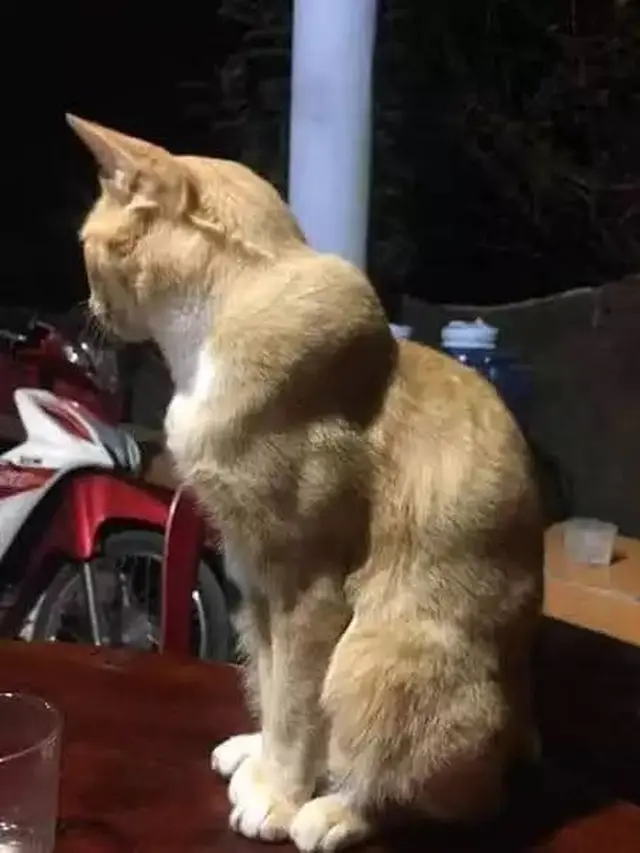 8 Potret Nyeleneh Kucing Tampil Berotot Ini Bikin Tepuk Jidat