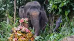 Seekor gajah Sumatra berusia 36 tahun bernama Nurhayati dan anaknya yang berusia 21 bulan, Kama, menikmati paket buah selama sesi pemberian makan khusus untuk merayakan Hari Gajah Sedunia di Bali Zoo, Gianyar, Bali, pada Selasa 12 Agustus 2025. (AP Photo/Firdia Lisnawati)